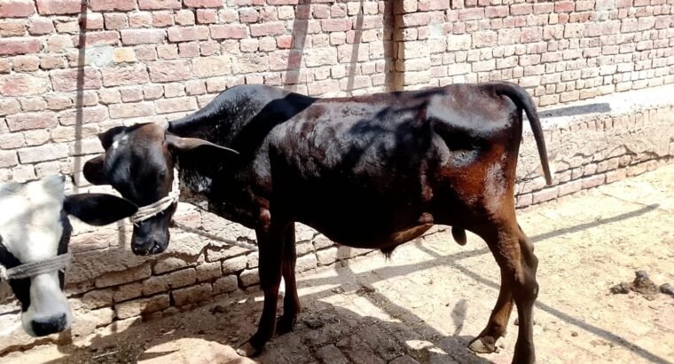 Kheery bchry for urgent sell in Shahkot