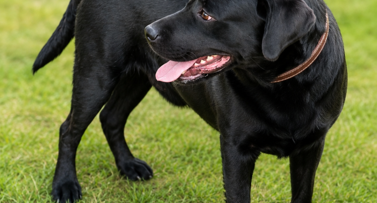 Labrador Dod