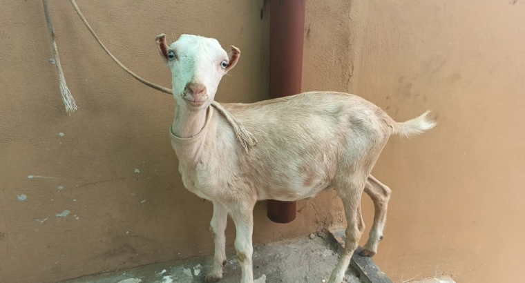 Tadi bakra White eyes